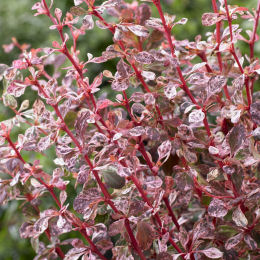 Berberis thunbergii 'Harlequin'